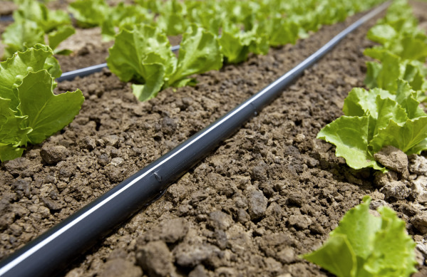 IRRIGATION - Drip Line 0,20 / Diameter 16 mm, 2500m