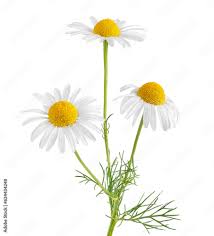 Chamomile (whole), organic, 30g