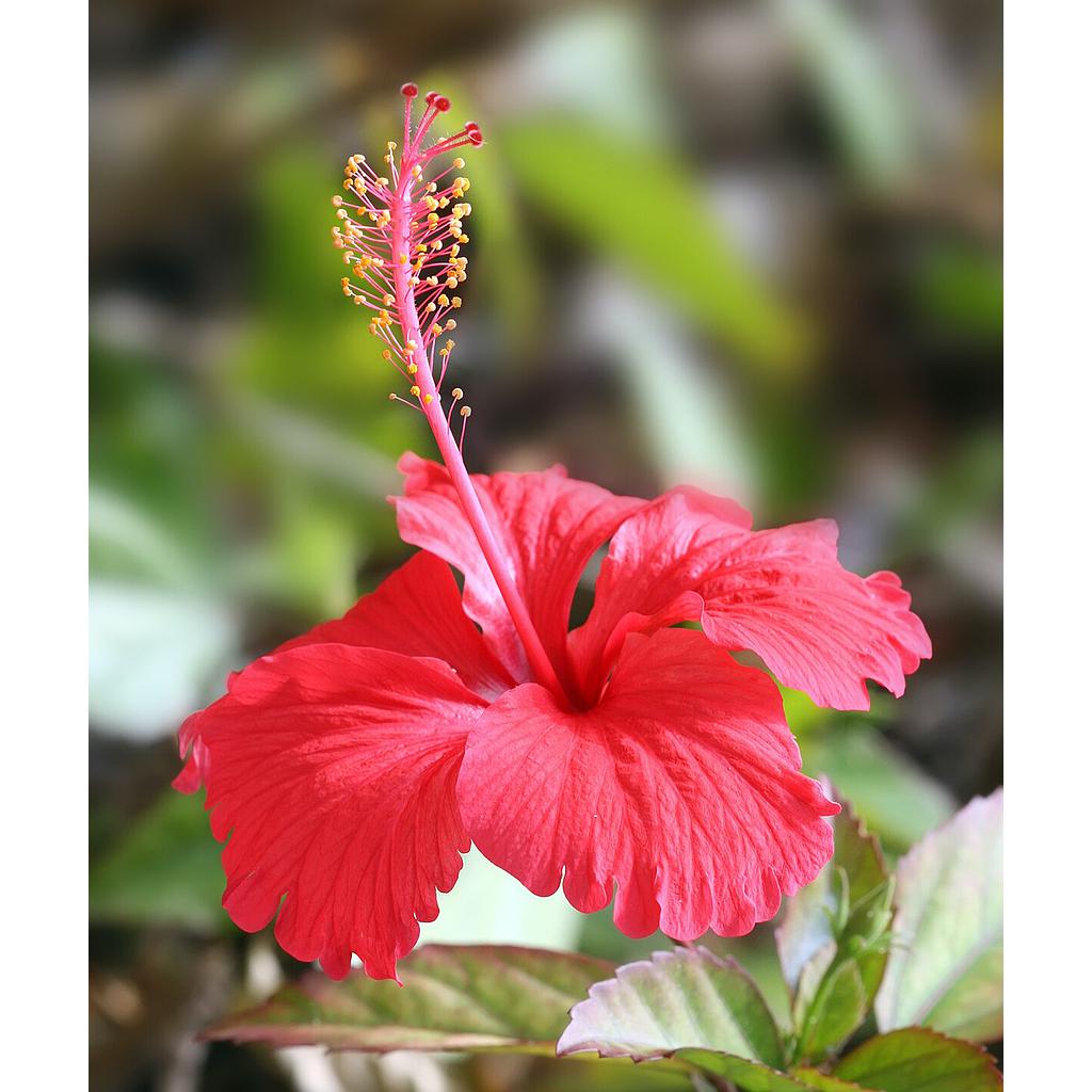 Hibiscus (Teacut), organic, 80g
