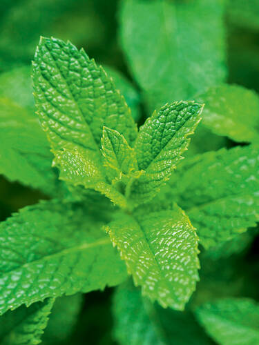 Spearmint, organic, 20g