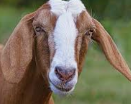 Bio 719502 / MF Ziegen vit., 25kg