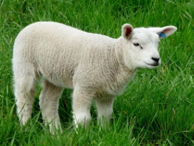 709501 / MF for sheep, organic -25kg