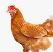 Bio 2092 / MF für legendes Geflügel, 25kg