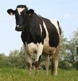 702714 / MF for cows - lactation, organic - 25kg