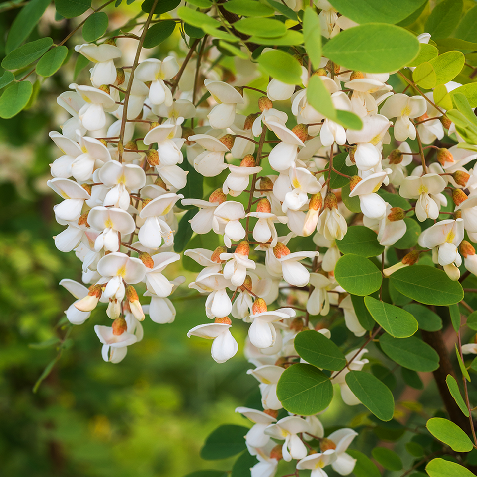 Accacia Honey