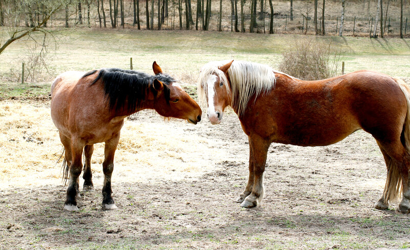 Postcard 17, &quot;Remik &amp; Odvaha&quot;, Noriker Draft Horses, FUS (14,8 x 10,5 cm)