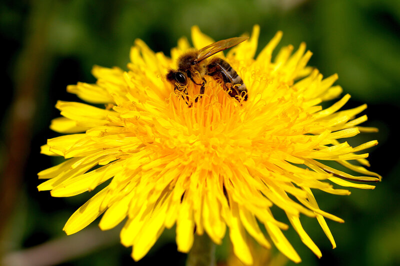 Postcard 12, Honey Bee, FUS (14,8 x 10,5 cm)