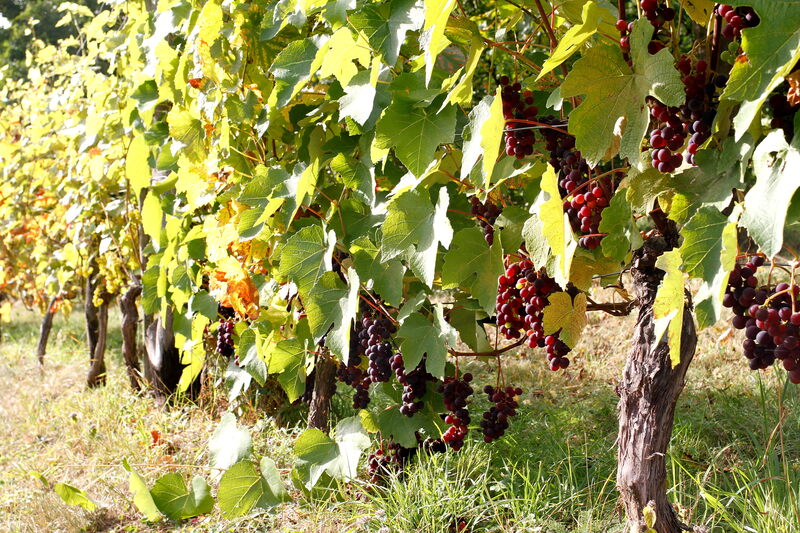 Postcard 11, Hardy Vine Varieties, FUS (14,8 x 10,5 cm)