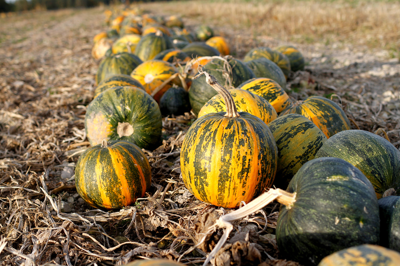Postcard 19, Styrian Oil Pumpkins, FUS (14,8 x 10,5 cm)