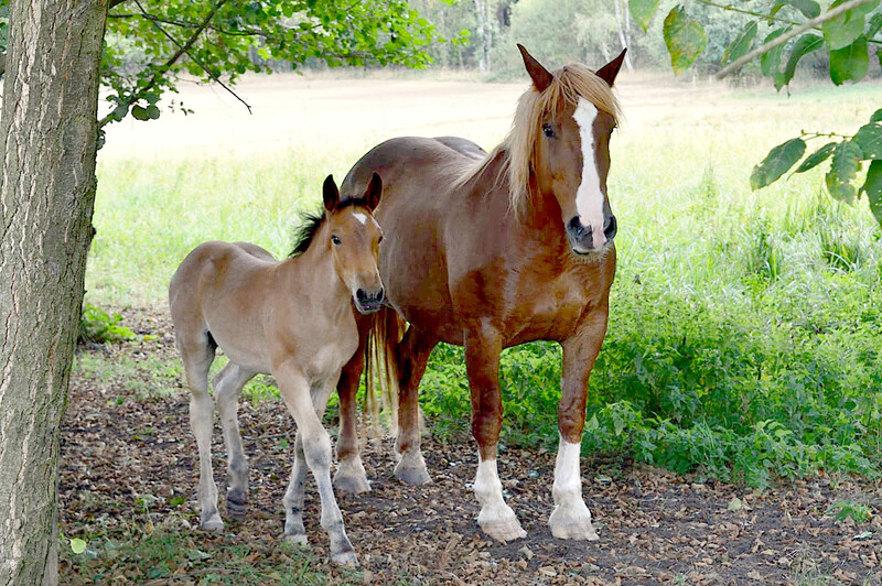 Postcard 8, &quot;Ferda &amp; Remik&quot;, Noriker Draft Horses, FUS (14,8 x 10,5 cm)