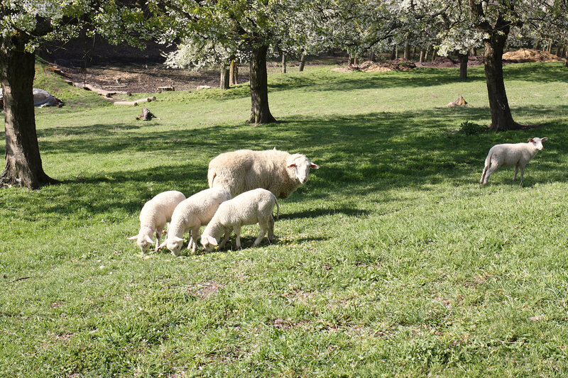 Postcard 9, Friesian Milksheep, FUS (14,8 x 10,5 cm)
