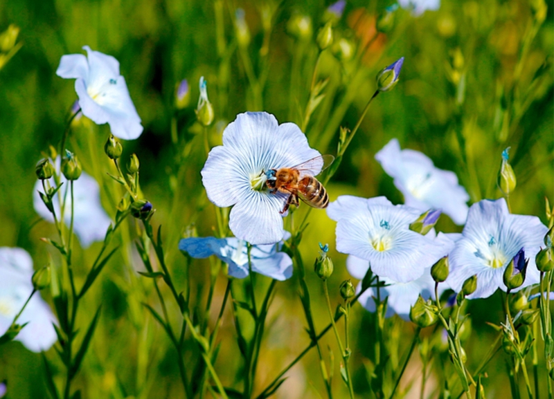 Postcard 4, Bee in Flax Flowers, FUS (14,8 x 10,5 cm)