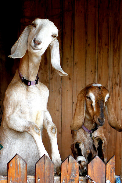Postcard 3, Anglo-Nubian Goats, FUS (14,8 x 10,5 cm)