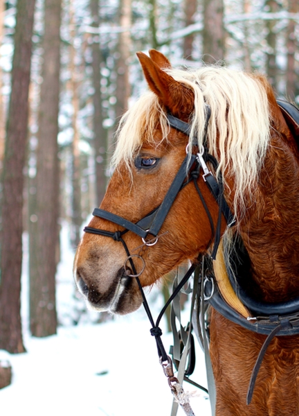 Postcard 13, &quot;Kora&quot;, Noriker Draft Horses, FUS (14,8 x 10,5 cm)