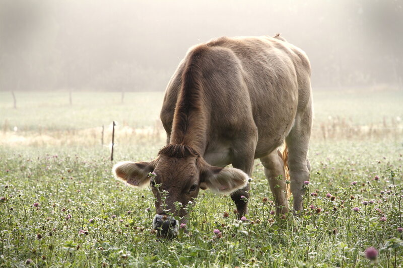 Postcard 21, Young &quot;Brown Swiss&quot; bull, FO (14,8 x 10,5 cm)
