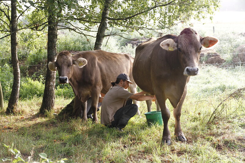 Postcard 14, Milking &quot;Brown Swiss&quot; cows, FO (14,8 x 10,5 cm)