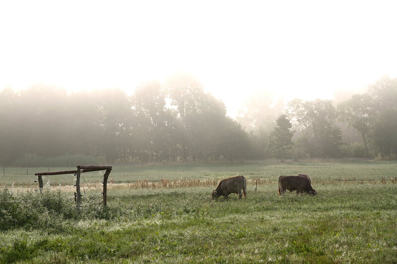 Postcard 6, &quot;Brown Swiss&quot; cows, FO (14,8 x 10,5 cm)