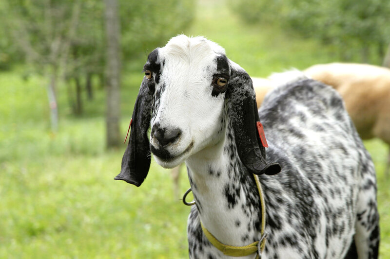Postcard 1, &quot;Anglo-Nubian&quot; goat, FO (14,8 x 10,5 cm)