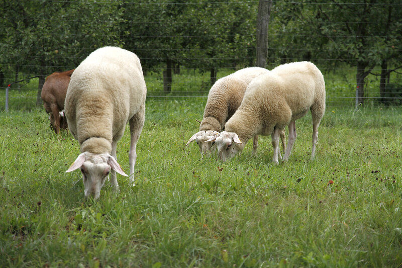 Postcard 16, Milk sheep, FO (14,8 x 10,5 cm)