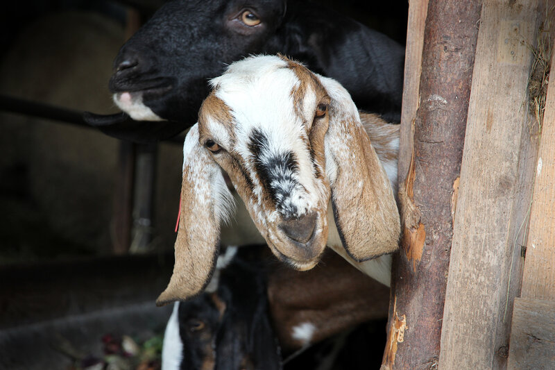 Postcard 2, Anglo-Nubian Goats, FO (14,8 x 10,5 cm)