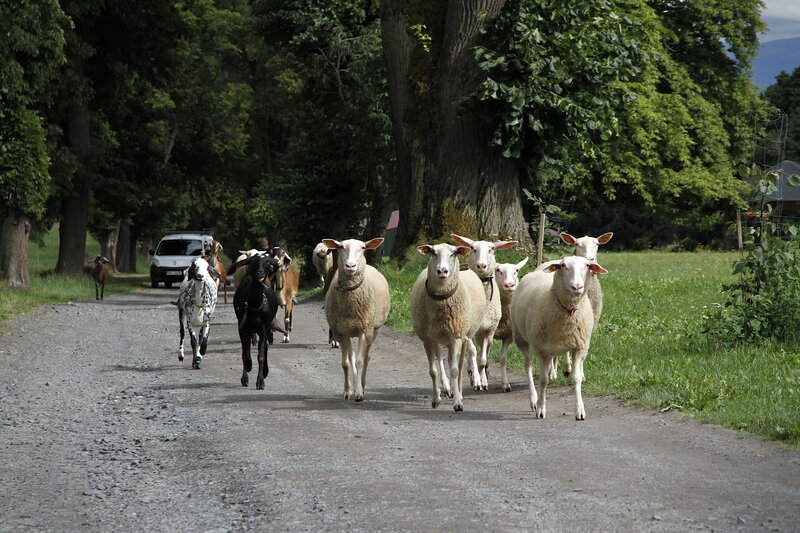 Postcard 15, Milk sheep and goats, FO (14,8 x 10,5 cm)