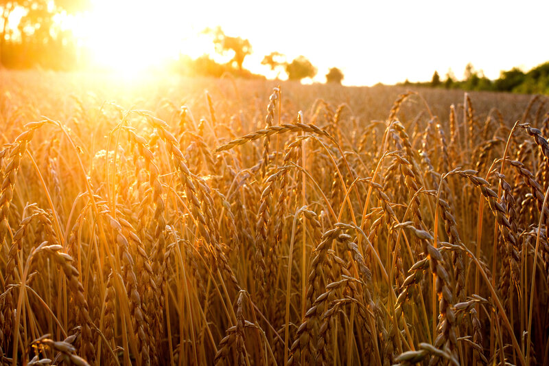 Postcard 18, Spelt Field, FUS (14,8 x 10,5 cm)