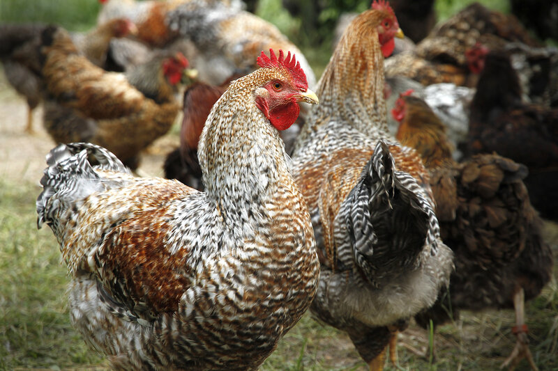 Postcard 5, &quot;Bielefelder&quot; Chicken, FO (14,8 x 10,5 cm)