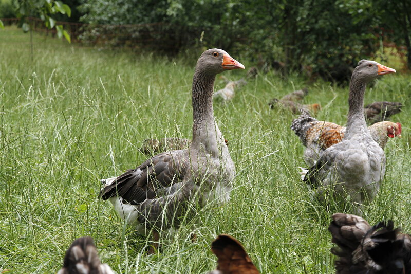 Postcard 10, &quot;Greylag Geese&quot; , FO (14,8 x 10,5 cm)