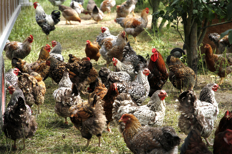 Postcard 7, Chickens, FO (14,8 x 10,5 cm)