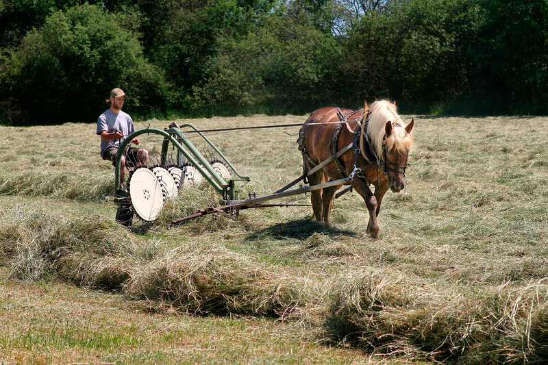 Postcard 22, Turning Hay with &quot;Noriker&quot; Draft Horse, FUS (14,8 x 10,5 cm)