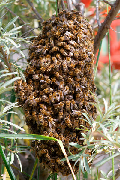 Postcard 23, Swarm of Bees , FUS (14,8 x 10,5 cm)