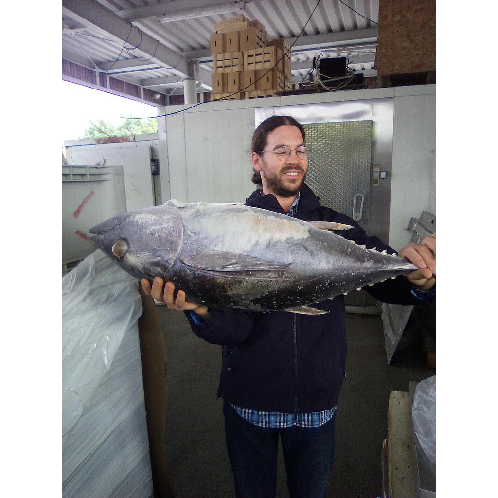 Tuna - 1kg (frozen)