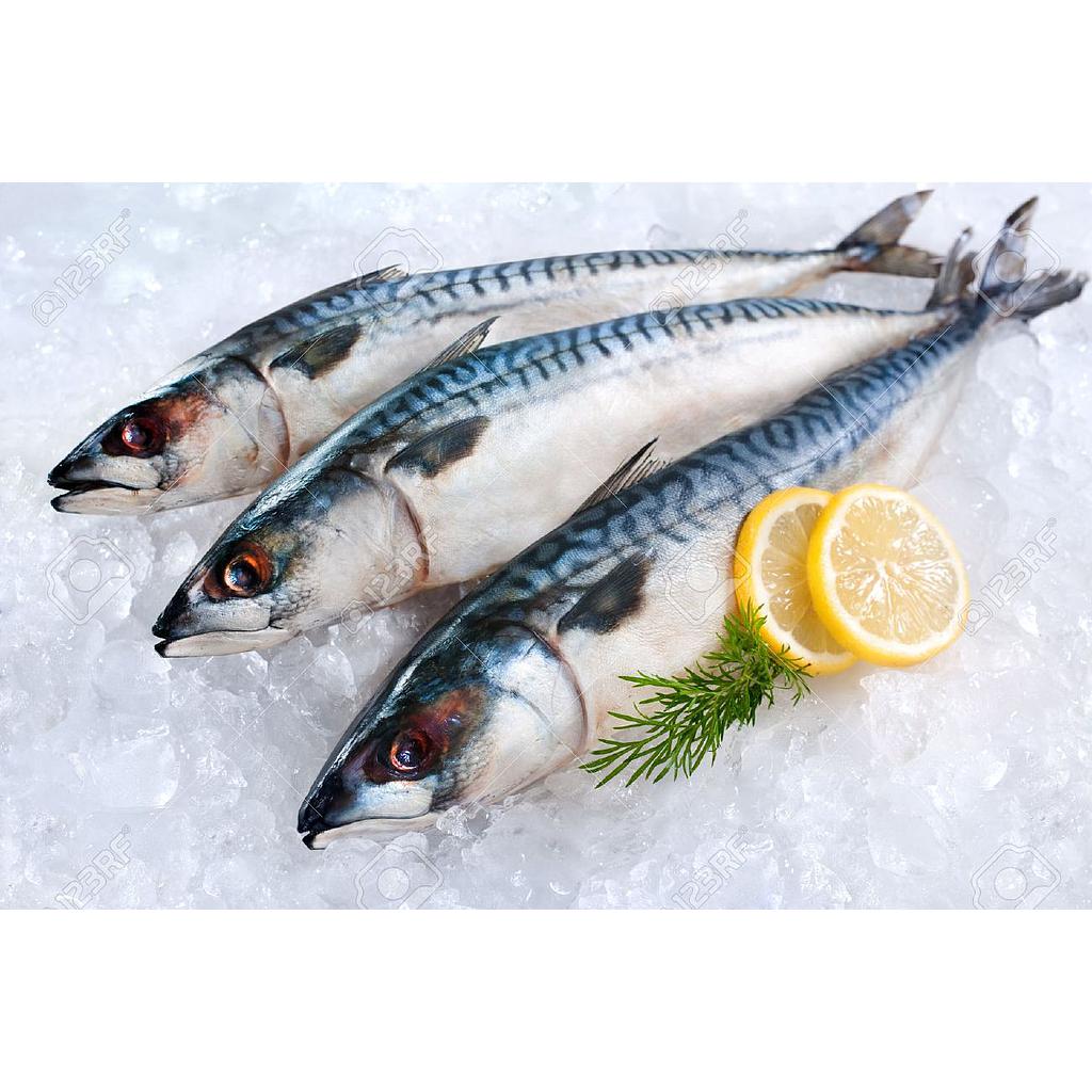 Mackerel - 11kg